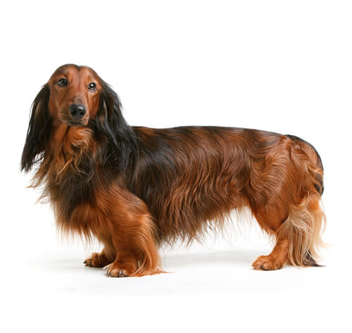 Long shop haired dachshund